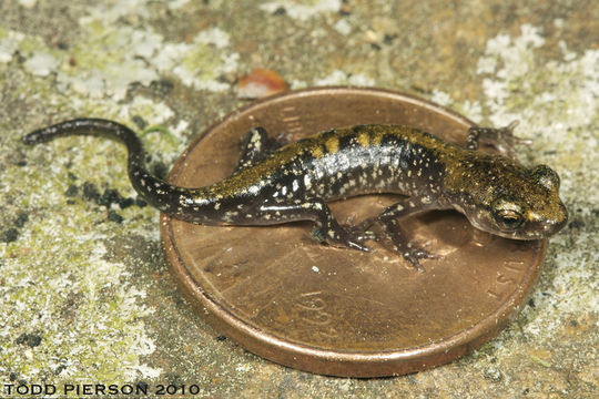 Sivun Plethodon petraeus Wynn, Highton & Jacobs 1988 kuva