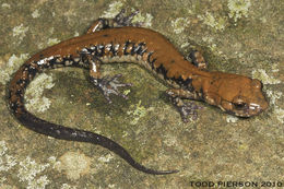 Image de Plethodon petraeus Wynn, Highton & Jacobs 1988