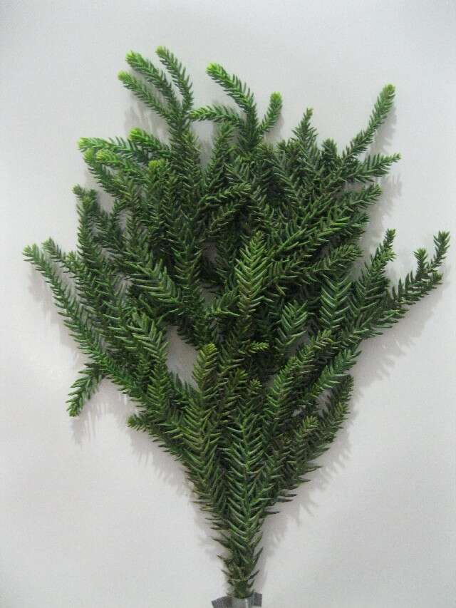 Image of Araucaria