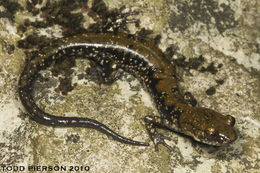 Image de Plethodon petraeus Wynn, Highton & Jacobs 1988