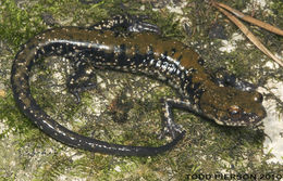 Image de Plethodon petraeus Wynn, Highton & Jacobs 1988