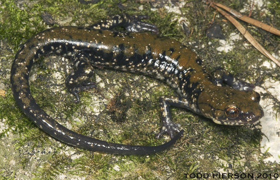 Image of Plethodon petraeus Wynn, Highton & Jacobs 1988