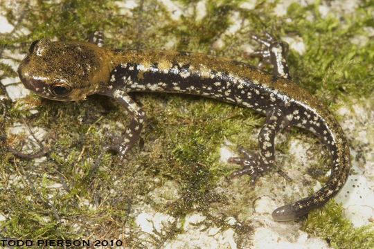 Sivun Plethodon petraeus Wynn, Highton & Jacobs 1988 kuva