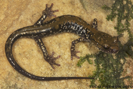 Image of Plethodon petraeus Wynn, Highton & Jacobs 1988