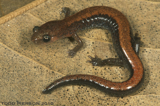 Plethodon serratus Grobman 1944 resmi