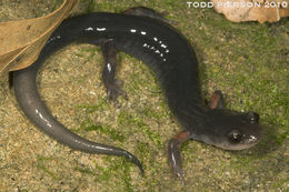 Plethodon shermani Stejneger 1906的圖片