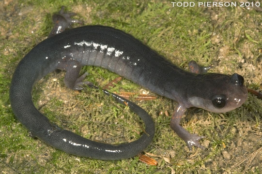 Image of Red-legged Salamander