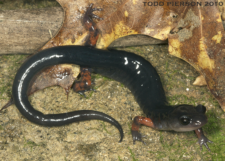 Plethodon shermani Stejneger 1906的圖片