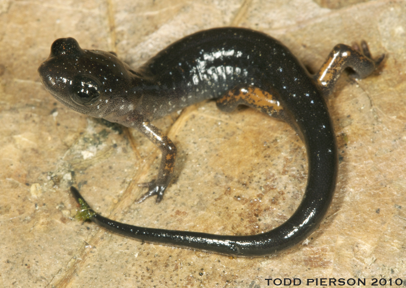 Plethodon shermani Stejneger 1906的圖片