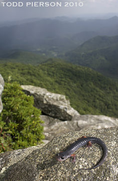 Image of Red-legged Salamander