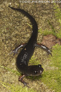 Plethodon shermani Stejneger 1906的圖片