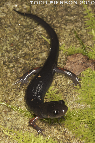 Plethodon shermani Stejneger 1906的圖片