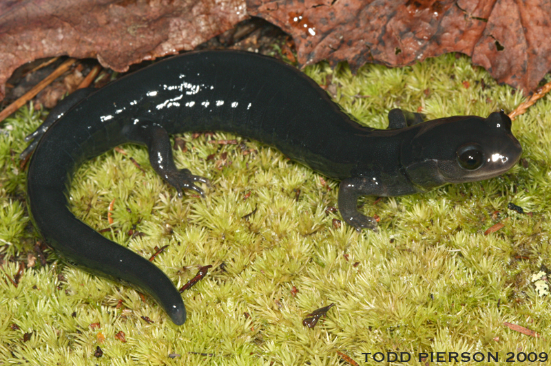 Imagem de Plethodon variolatus (Gilliams 1818)