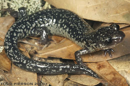 Imagem de Plethodon variolatus (Gilliams 1818)