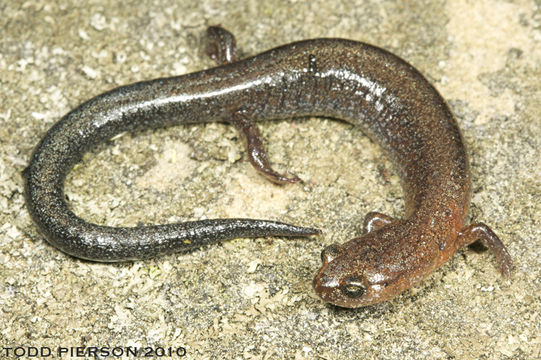 Sivun Plethodon ventralis Highton 1997 kuva