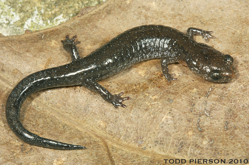 Image of Plethodon ventralis Highton 1997