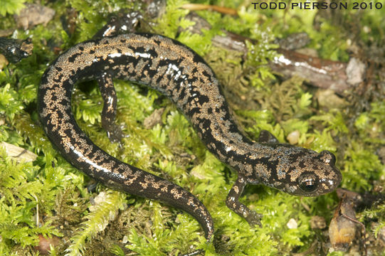 Image of Plethodon welleri Walker 1931