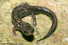 Image of Plethodon welleri Walker 1931