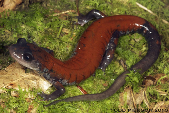 Image of Yonahlossee Salamander