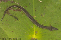 Pseudobranchus striatus (Le Conte 1824) resmi