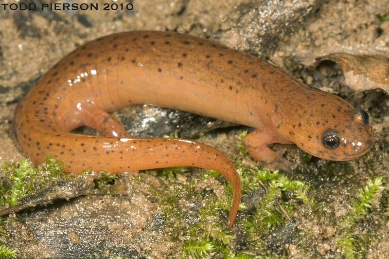 Image of Eastern Mud Salamander