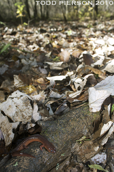 Image of Eastern Mud Salamander