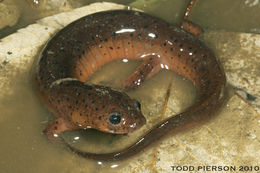 Image of Eastern Mud Salamander