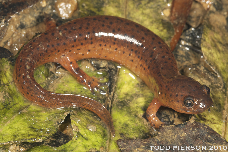 Image of Eastern Mud Salamander