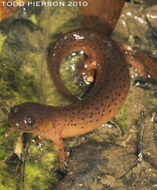 Image of Eastern Mud Salamander