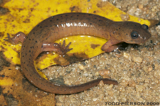 Image of Eastern Mud Salamander