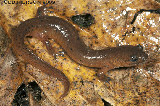 Image of Eastern Mud Salamander