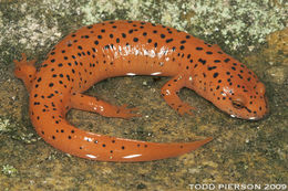 Image of Red Salamander