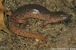 Image of Red Salamander