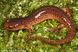 Image of Red Salamander