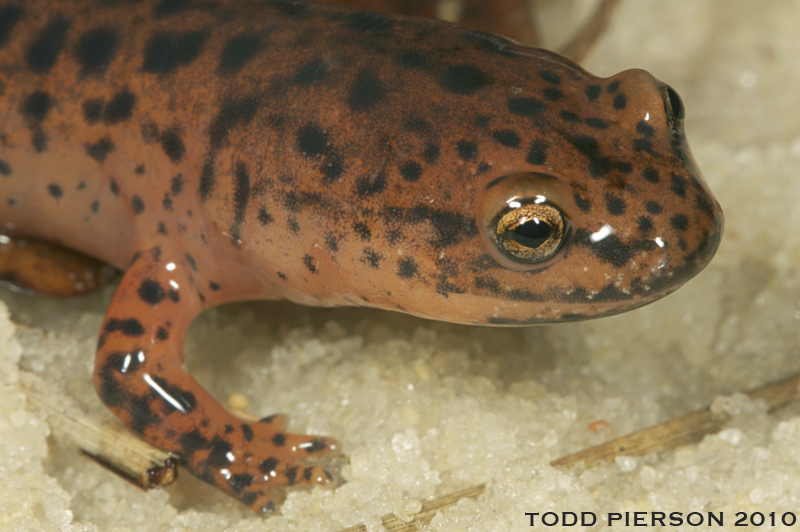 Image of Red Salamander