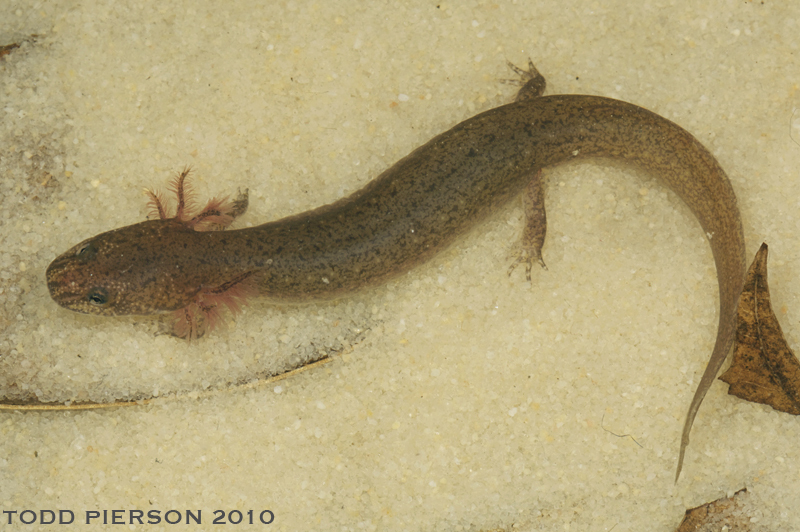 Image of Red Salamander