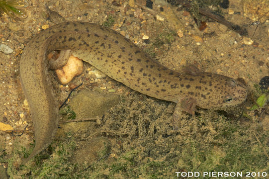 Image of Red Salamander