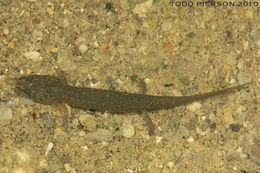 Image of Red Salamander