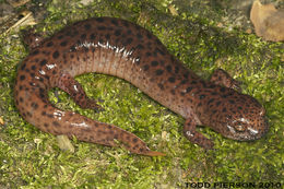 Image of Red Salamander