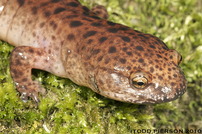 Image of Red Salamander