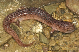 Image of Red Salamander