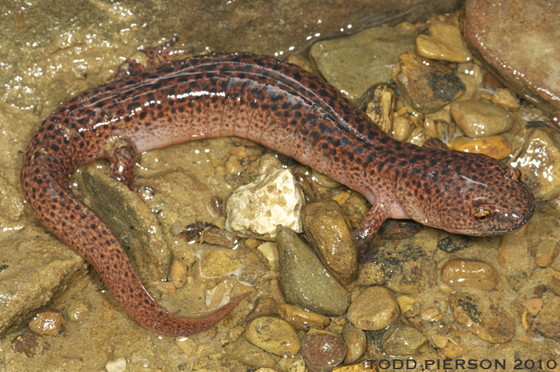 Image of Red Salamander