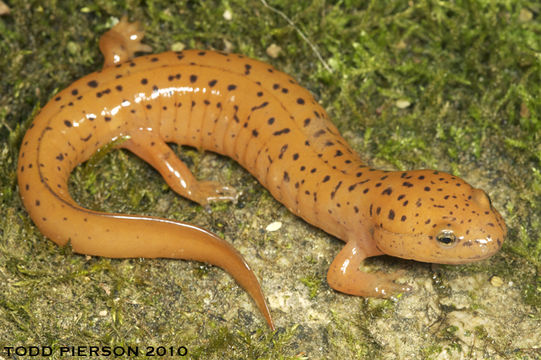 Image of Red Salamander