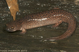 Image of Red Salamander