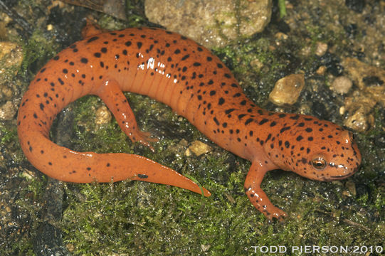 Image of Red Salamander