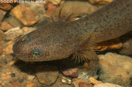 Image of Red Salamander