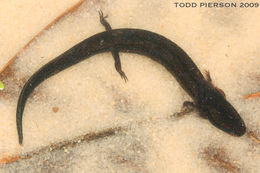 Sivun Stereochilus marginatus (Hallowell 1856) kuva