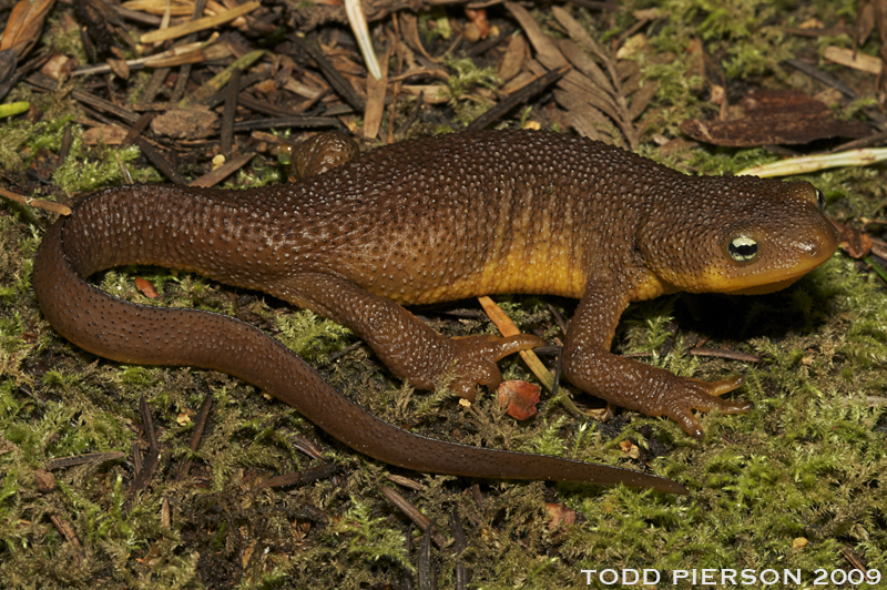 Image of Rough-skinned Newt