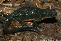 Image of rough-skinned newt
