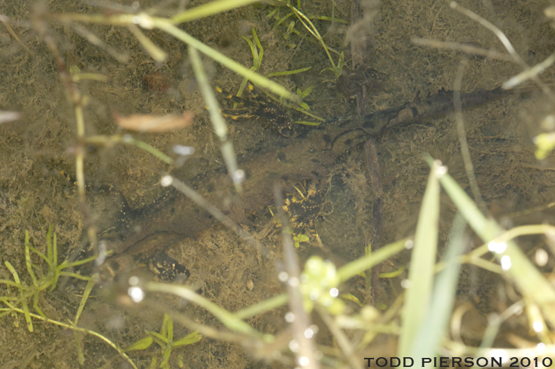 Image of Great Crested Newt